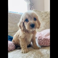 Cockapoo - Both