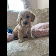 Cockapoo - Both