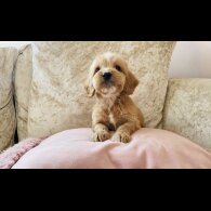 Cockapoo - Both