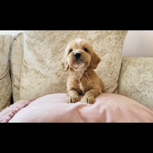 Cockapoo - Both