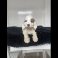 Cockapoo - Both