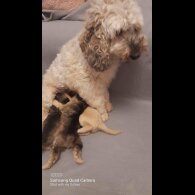 Cockapoo - Both