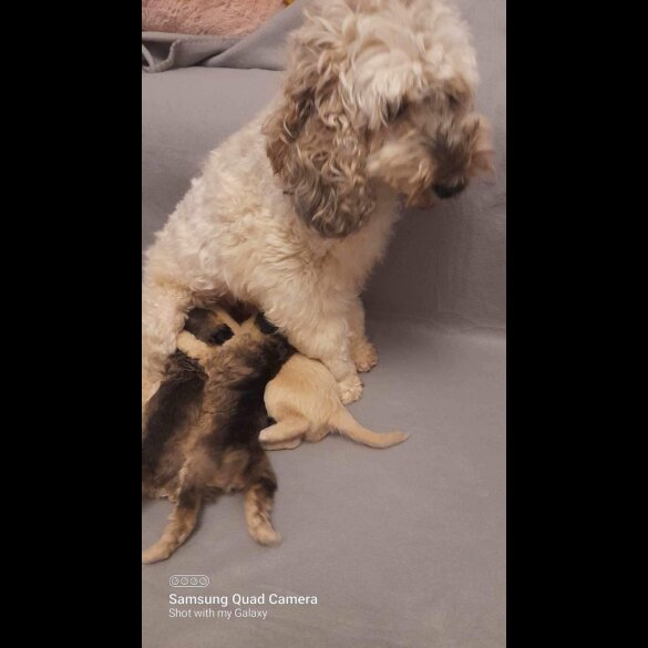 Cockapoo - Both