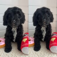 Cockapoo - Both