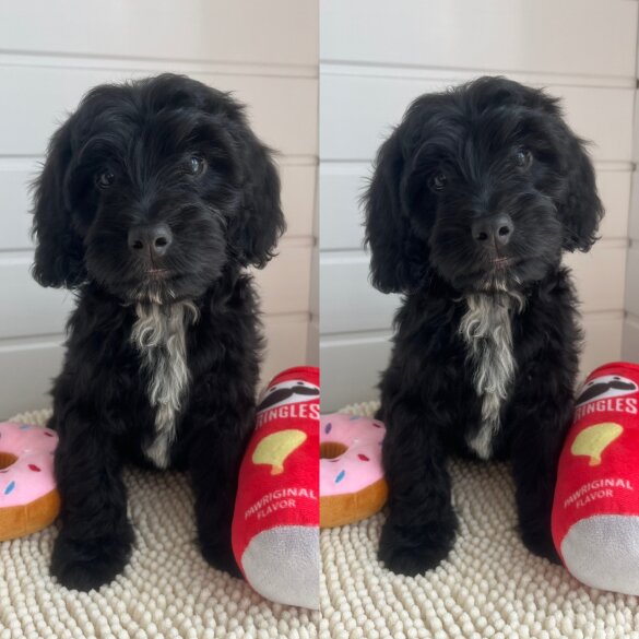 Cockapoo - Both