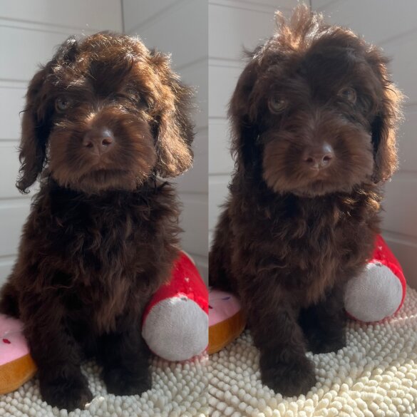 Cockapoo - Both