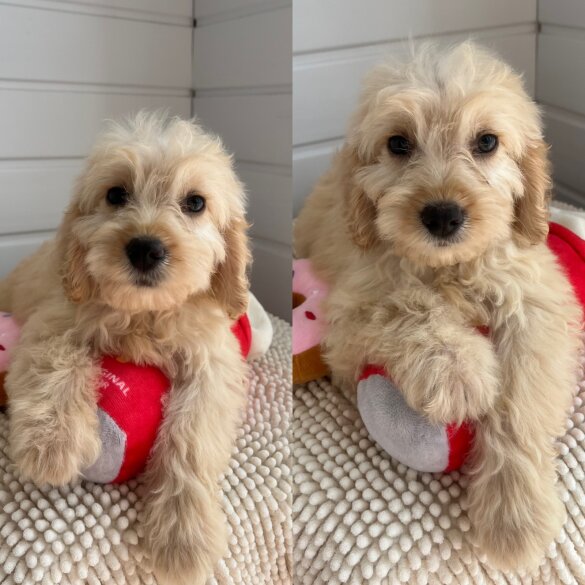 Cockapoo - Both
