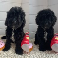 Cockapoo - Both