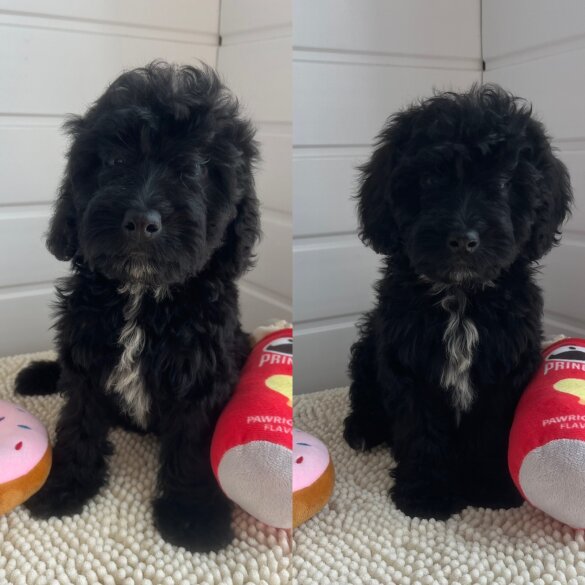 Cockapoo - Both