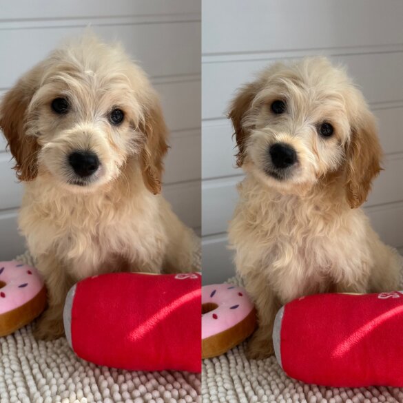 Cockapoo - Both
