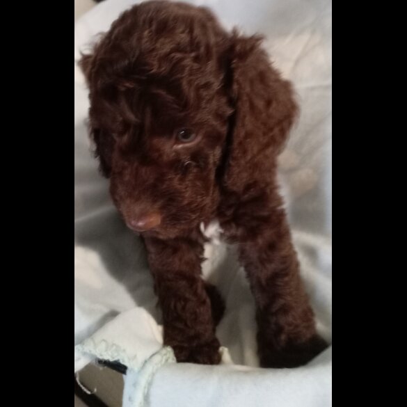 Cockapoo - Dogs