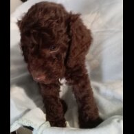 Cockapoo - Dogs