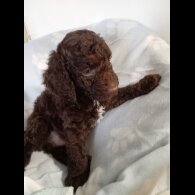 Cockapoo - Dogs