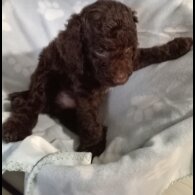 Cockapoo - Dogs