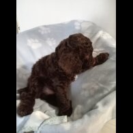 Cockapoo - Dogs
