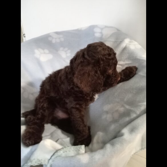 Cockapoo - Dogs