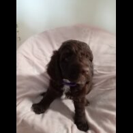 Cockapoo - Dogs