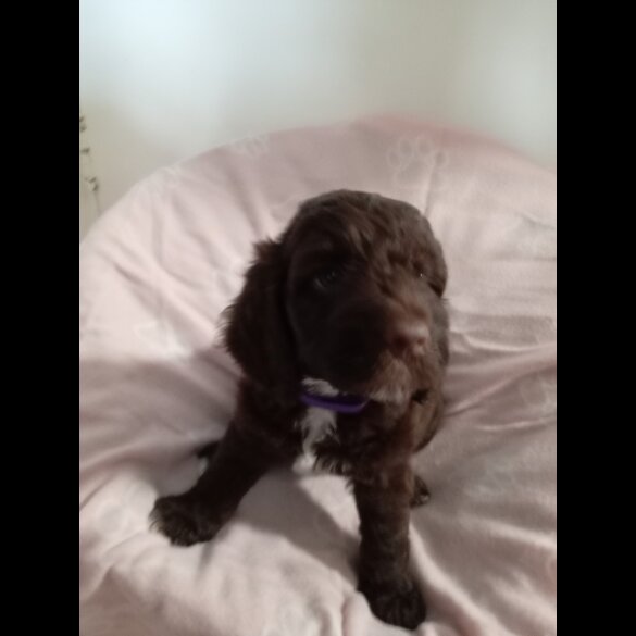 Cockapoo - Dogs