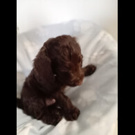 Cockapoo - Dogs