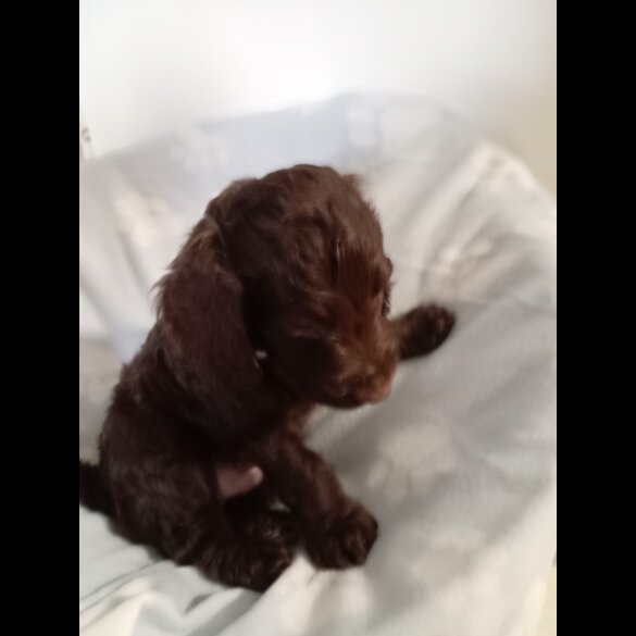 Cockapoo - Dogs