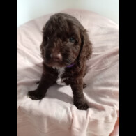 Cockapoo - Dogs