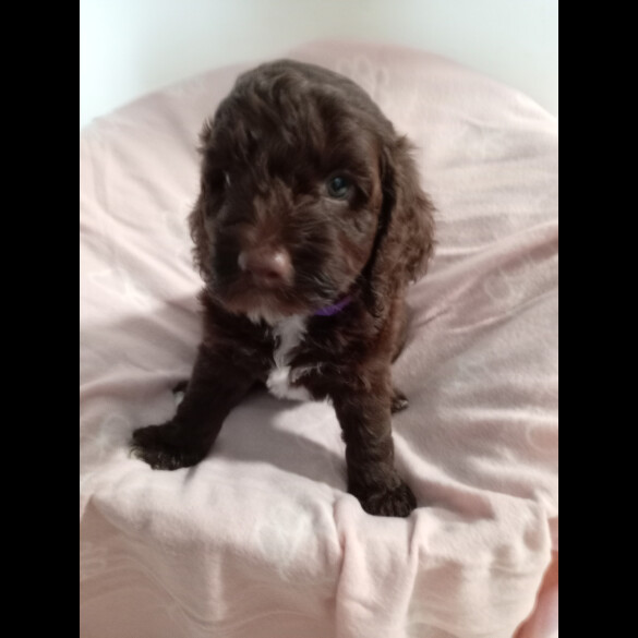 Cockapoo - Dogs