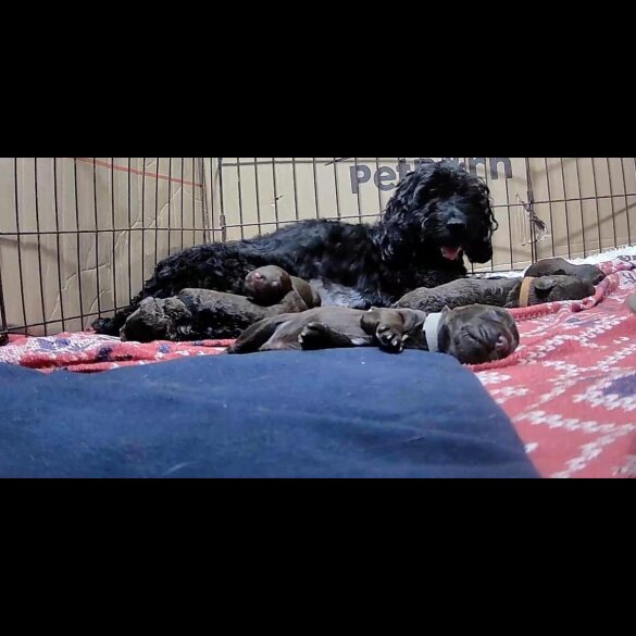 Cockapoo - Dogs