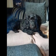 Cockapoo - Dogs