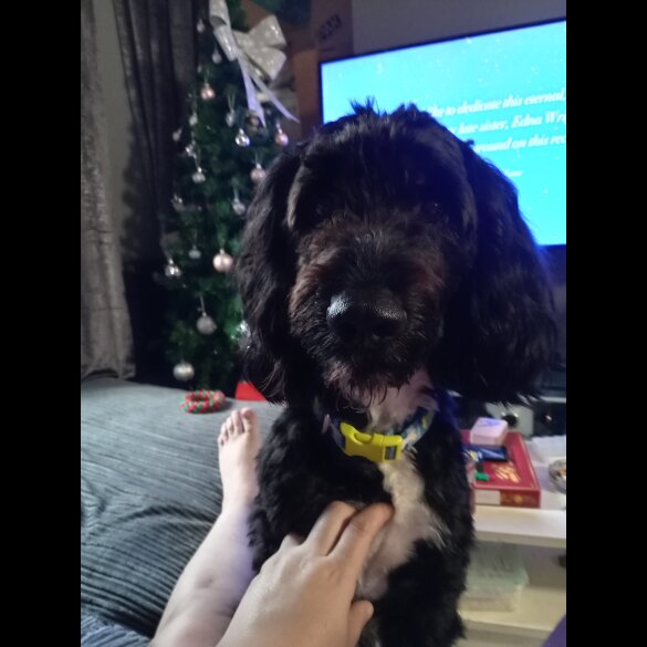 Cockapoo - Dogs