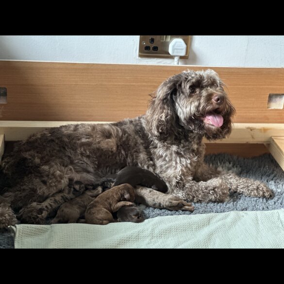 Cockapoo - Both