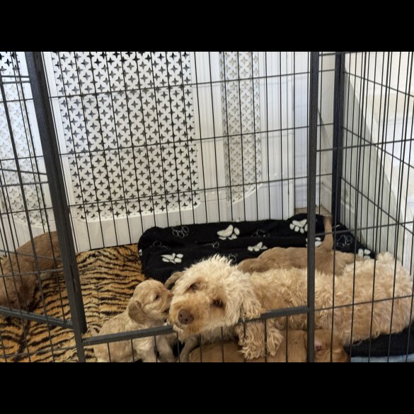 Cockapoo - Both