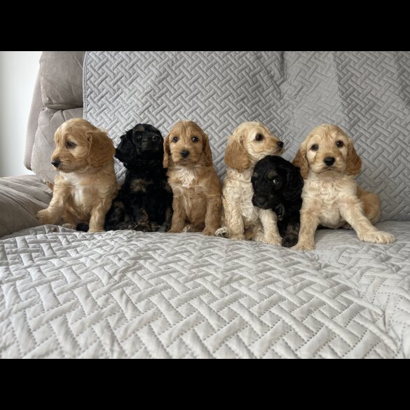 Cockapoo - Bitches
