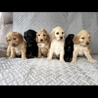 Cockapoo - Bitches