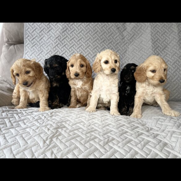 Cockapoo - Bitches