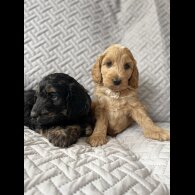 Cockapoo - Bitches