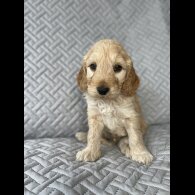 Cockapoo - Bitches