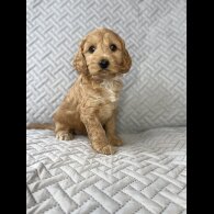 Cockapoo - Bitches