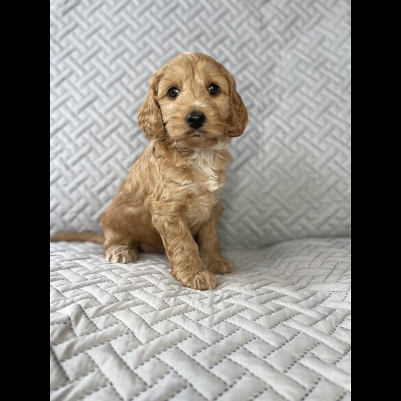 Cockapoo - Bitches