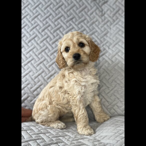 Cockapoo - Bitches