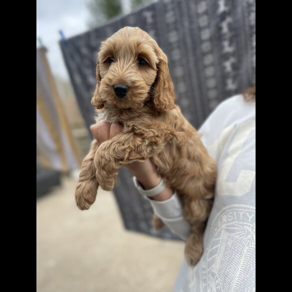 Cockapoo - Bitches