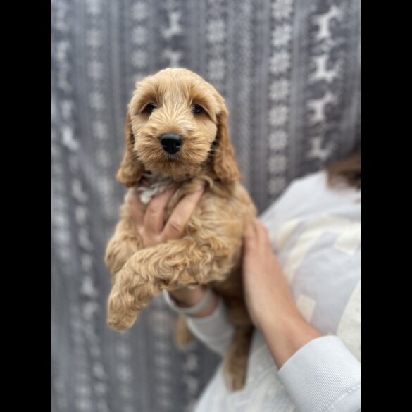 Cockapoo - Bitches