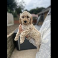 Cockapoo - Bitches