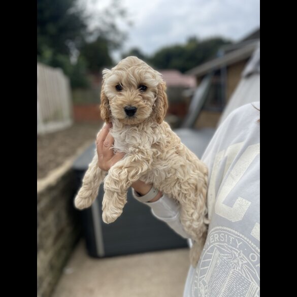 Cockapoo - Bitches