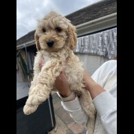 Cockapoo - Bitches