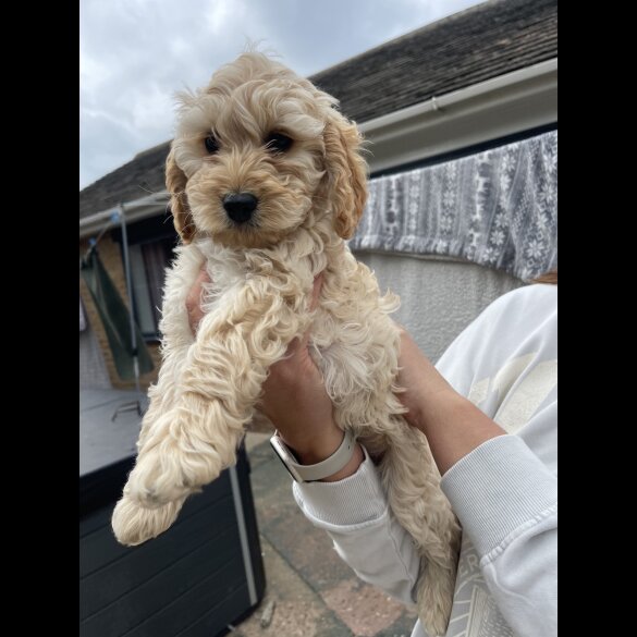 Cockapoo - Bitches