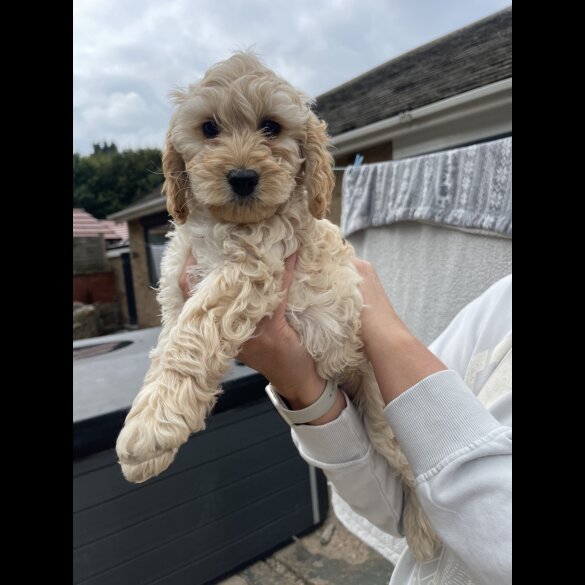 Cockapoo - Bitches