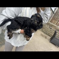 Cockapoo - Bitches