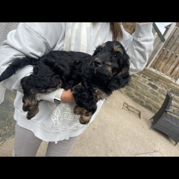 Cockapoo - Bitches