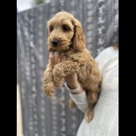 Cockapoo - Bitches
