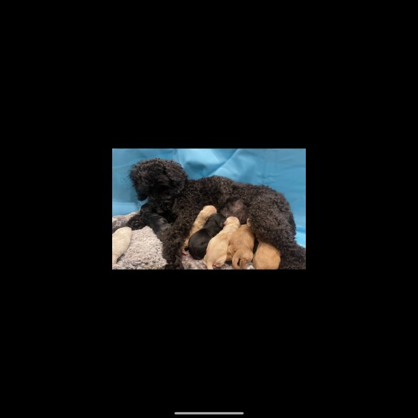 Cockapoo - Bitches